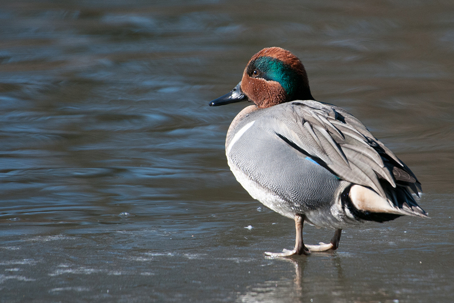 green-winged teal